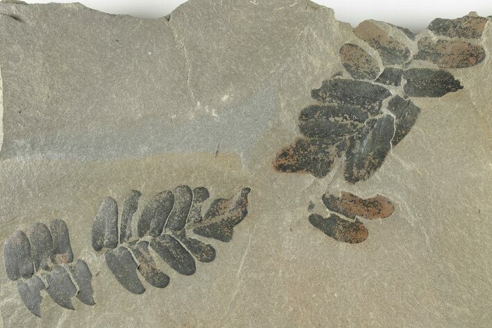 6.7" Pennsylvanian Fossil Fern (Neuropteris) Plate - Kentucky